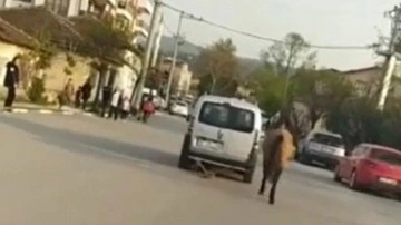 Bursa'daki bu görüntüye bin 55 TL ceza verildi. Atını, aracına bağlayıp götürmüştü