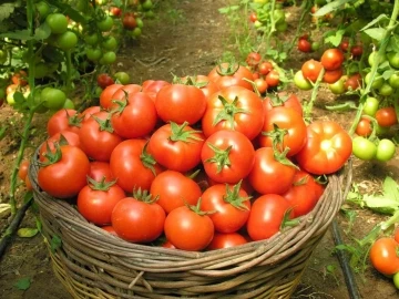 Çameli’nde ’En iyi domates’ yarışması düzenlenecek
