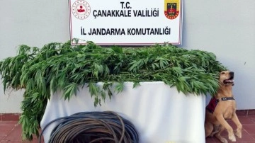 Çanakkale'de uyuşturucu operasyonu: 3 gözaltı kararı