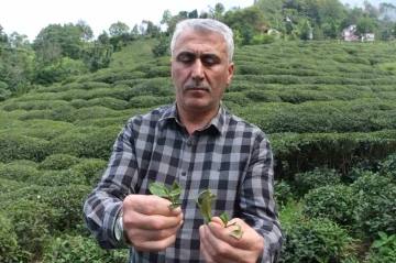 Çay üreticilerinden ’çayda budama’ işlemine tepki
