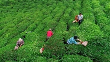 Çay Üreticilerine 363 Milyon Lira Destekleme Ödemesi Yapıldı
