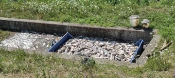 Çekya’da onlarca ton balık telef oldu
