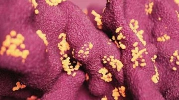 Çin'de ortaya çıkan Langya virüsü sıkı önlemler gerektirebilir