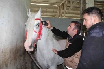 Cirit müsabakaları öncesi atlara ruam testi yapıldı
