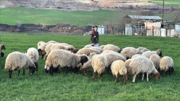 Çobanlık yaparken Türkiye birinciliği kazandı