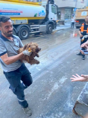 Çöken binanın enkazından 12 saat sonra bir köpek canlı olarak kurtarıldı
