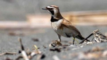 Çöl kulaklı toygarı kuşu Türkiye'de ilk kez gözlemlendi
