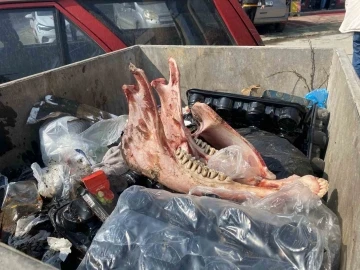 Çöpte eti sıyrılmış tek tırnaklı hayvan kemikleri bulundu
