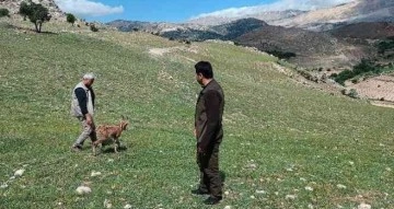 Dağ keçileri tedavilerinin ardından doğaya bırakıldı