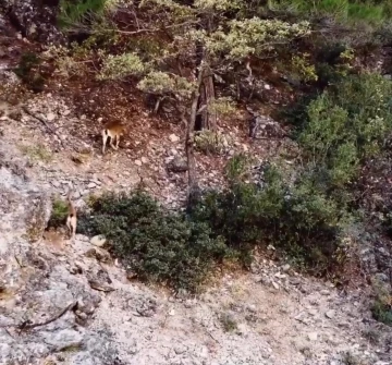 Dağ keçisi sürüsü dron ile görüntülendi
