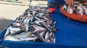 Denizden Çıkan Balık Azalıyor, Fiyatlar Yükseliyor