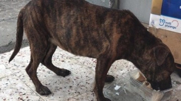 Denizli'de vahşet! Sokak köpeğinin cinsel saldırıya uğradığı tespit edildi