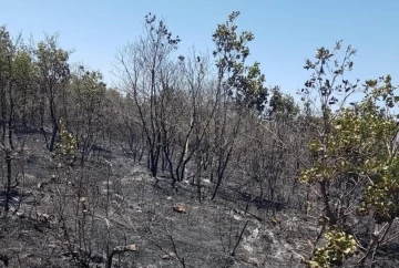 Diyarbakır’da 6 ay içerisinde 25 adet orman yangını meydana geldi

