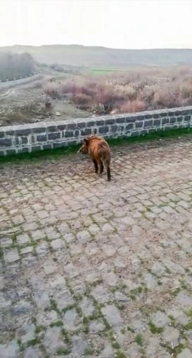 Diyarbakır’da yolunu şaşıran domuzlar doğaya salındı
