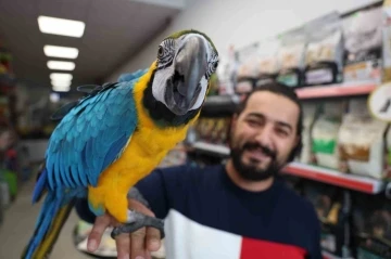 Dünyanın en havalı papağanı güzelliği ve fiyatıyla dikkat çekiyor
