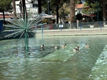 Edremit Belediye Başkanı Ördekli Parkı Yeniden Canlandırdı