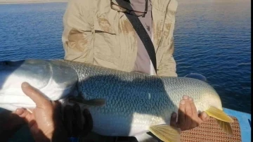 Elazığ’da balıkçı, yarım saatlik mücadelenin ardından dev turnayı olta ile tuttu
