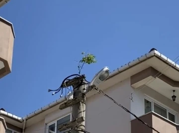 Elektrik direğinin tepesinde ağaç filizlendi

