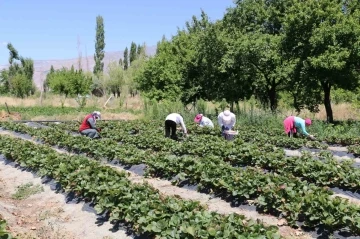 Erzincan’da çilek hasadı
