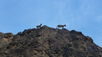 Erzurum’da dağ keçileri görüntülendi

