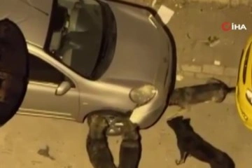 Esenyurt’ta sokak köpekleri park halindeki aracı parçaladı