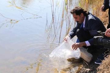Eskişehir’de 903 bin adet yavru sazan balığı salımı yapıldı

