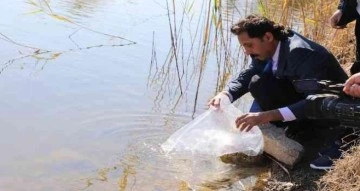 Eskişehir’de 903 bin adet yavru sazan balığı salımı yapıldı