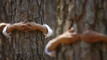 Finlandiya'da ağaca sarılma yarışması