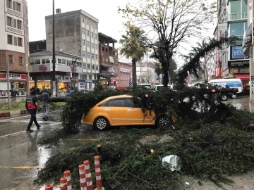 Fırtınanın devirdiği ağaç taksilere zarar verdi
