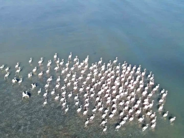 Flamingolar artık kışın da Van Gölü havzasında kalıyor
