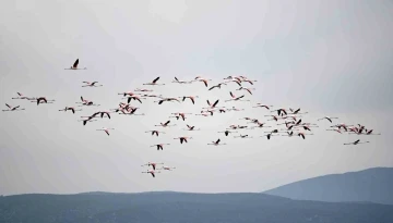 Flamingolardan görsel şölen
