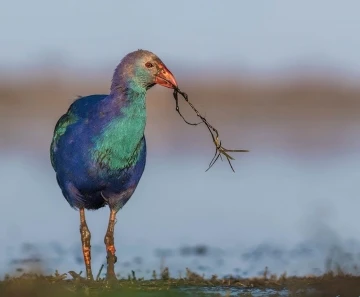 Fotoğraf tutkunu savcı, 350’ye yakın kuş türünü fotoğrafladı
