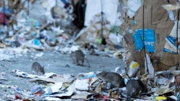 Fransa'da artan fare sayısına ilginç çözüm: Beraber yaşamayı öğrenelim