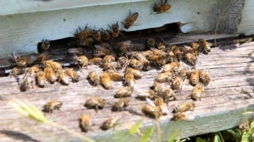 Galler'de binlerce arı kovanlarıyla çalındı