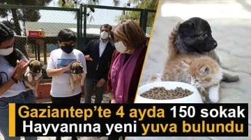 Gaziantep’te 4 ayda 150 sokak hayvanına yeni yuva bulundu