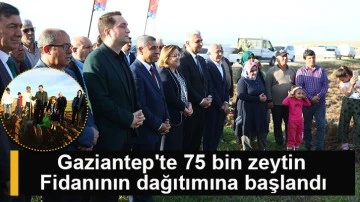 Gaziantep'te 75 bin zeytin fidanının dağıtımına başlandı
