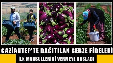 Gaziantep'te dağıtılan sebze fideleri ilk mahsullerini vermeye başladı
