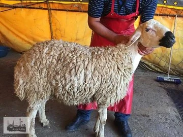 Gaziantep’te Mahalle aralarında canlı hayvan beslemek ve yol kenarında satmak yasaklandı.