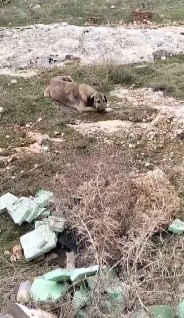 Gaziantep’te molozların altında sıkışan yavru köpekler kurtarıldı
