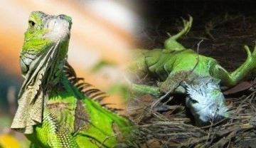 "Gökten iguana yağabilir" uyarısı yapıldı! Amerika'da ilginç hadise...
