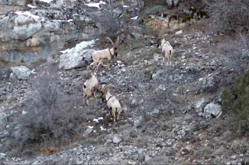 Gümüşhane’de yaban keçileri ve ayılar dronla görüntülendi
