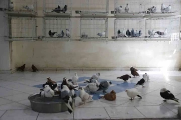 “Güvercin Otel”de kalan binlerce güvercin klimalı ortamda leğene doldurulan suya girerek serinliyor

