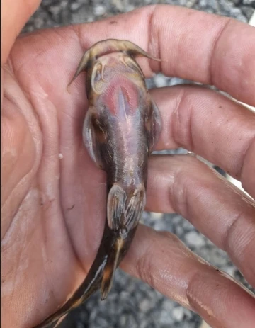 Habur Çayı’nda ’İğneli bodur yayın balığı’ amatör balıkçıların ağına takıldı
