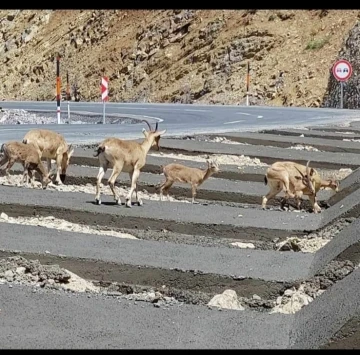 Hakkari’de dağ keçisi sürüsü yola indi
