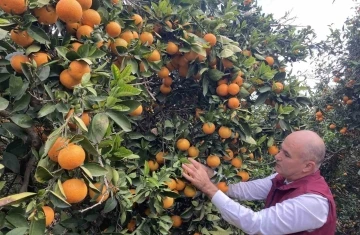 Hasat başladı: Türkiye’nin portakal üretiminin yüzde 50’sini Doğu Akdeniz karşılıyor
