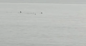 Hatay’da sahile yaklaşan köpek balıkları görüntülendi
