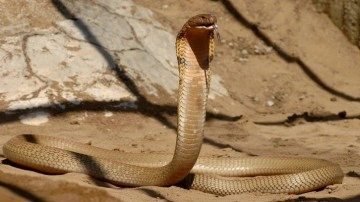 Hindistan'da bir iş insanını öldürmek için kobra kullanıldı