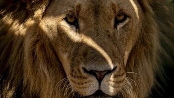 Hindistan'da bir kadın, aslan saldırısında hayatını kaybetti