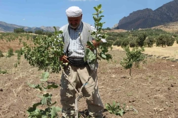 Huzur ortamının sağlandığı Şırnak’ta boşaltılan köyler fıstık bahçeleriyle yeniden hayat buluyor
