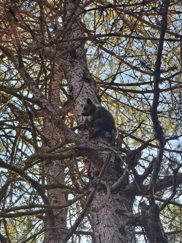 İnsanlardan korkan yavru ayı 15 metrelik ağaca tırmandı
